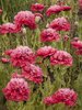 Pink Poppies