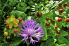 Wildflower beauty