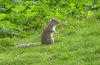 Grey squirrel
