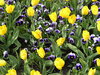 Flowerbed