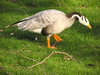 Goose