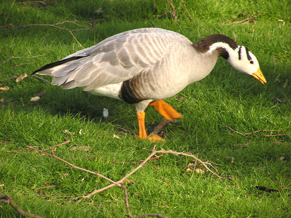 Goose: A goose on a walk.