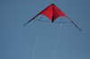 Red kite
