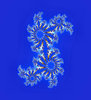 blue julia