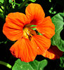 nasturtium flower - orange