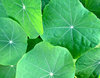nasturtium leaves
