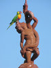 thirsty bird