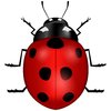Vector Ladybug