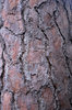 Tree Bark