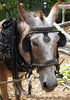 Mule