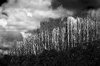 Storm after fire