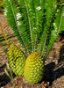 cycad cones1
