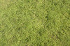 Tiny plants texture