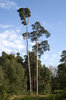 Scots pine