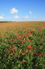 Poppies