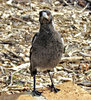 adolescent Aussie magpie1