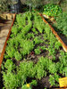 community garden