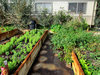 community garden
