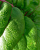garden textures and colours