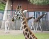 Giraffe in zoo