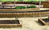 community garden