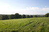 Green pasture