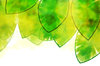 Fresh leaves illustration