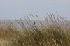 Grasses & bird