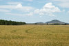 agriculture