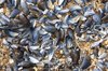 Mussel shells
