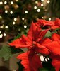 Christmas poinsettia