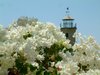 White bougainvillea