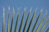 Palm tree leaves