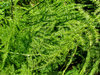 fine foliage