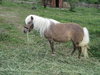 pony