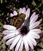 butterfly and daisy