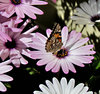 butterfly and daisy