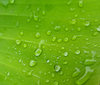 greenleaf raindrops