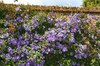 Clematis flowers