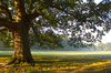 Autumn park
