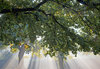 Autumn light