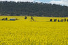 agriculture