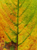 autumn leaves