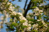 Cherry blossom 3