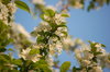 Cherry blossom 1