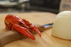Langoustine waiting for the pa