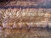palm wood textures