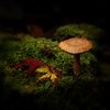 Mushrooms in the forest