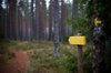 Arrow in the woods