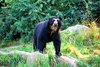 bear in tears